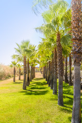 Fototapeta premium Row of palm trees in the sunshine casting shadows on green grass