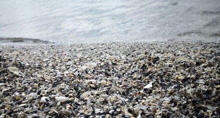 Sea shells on the beach, near water