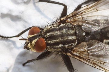 Nahaufnahme einer Fliege