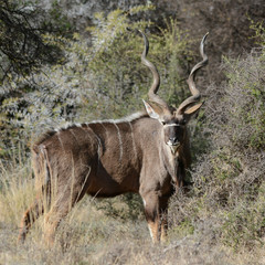 Kudu Bull