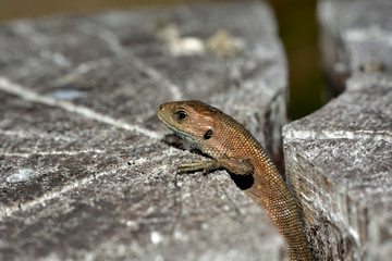 lizard