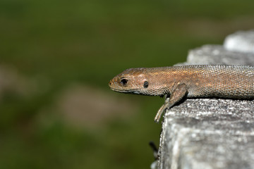 Naklejka premium lizard