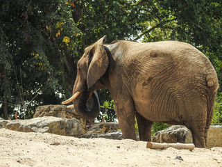 éléphant