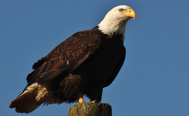 Bald eagle in British Columbia