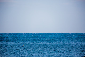 Single seagull flying close over sea, bird minimalism, seascape peaceful nature