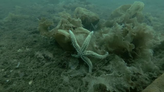 Spiny Starfish (Marthasterias glacialis) on the brown algae Laminaria
