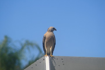 Red Shoulderd Hawk