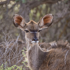 Female Kudu