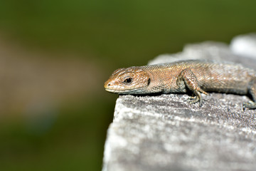 lizard