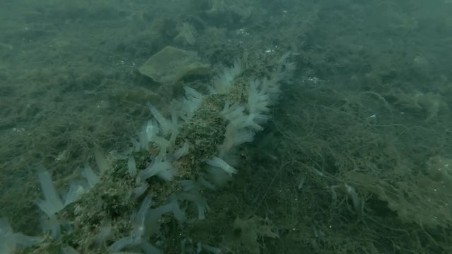 anchor chain overgrown with ascidian colony Transparent sea squirt or Yellow Sea Squirt (Ciona intestinalis, Ascidia intestinalis) 
