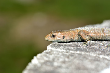 lizard