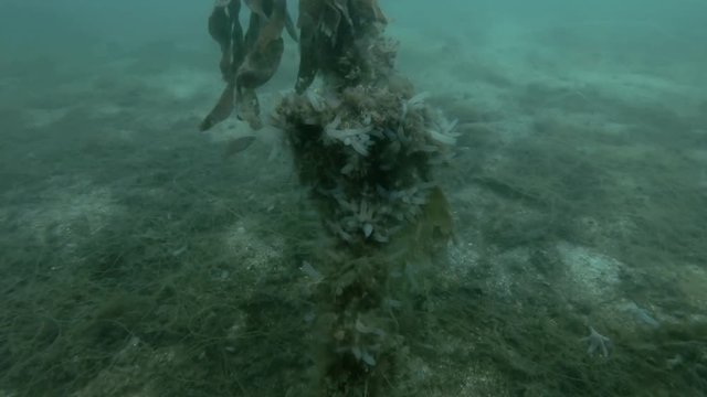 Laminaria overgrown with ascidian colony Transparent sea squirt or Yellow Sea Squirt (Ciona intestinalis, Ascidia intestinalis) 
