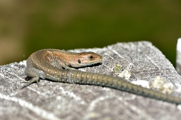 lizard