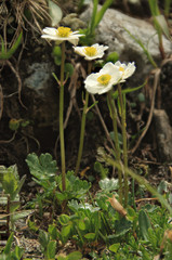 Fototapeta premium Ranunculus alpestris; Alpine buttercup on the Pizol, Swiss Alps