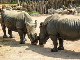 Naklejka premium Rhinocéros