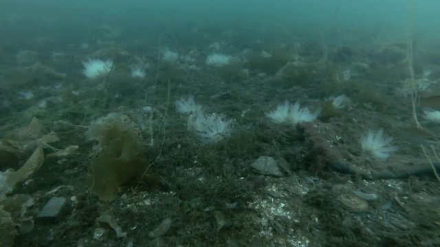 underwater landscape, seabed overgrown with brown algae, laminaria and ascidian colony Transparent sea squirt or Yellow Sea Squirt (Ciona intestinalis, Ascidia intestinalis) 
