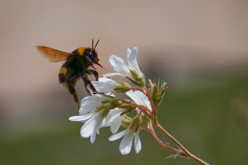 Biene sitzt auf Blume im Garten