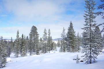 Winter landscape in Finnish Lapland. Frozen Lake Inari in the background.