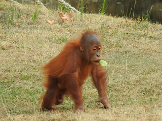 orang outan