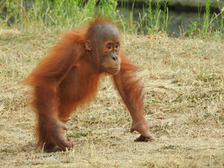 Naklejka premium orang outan