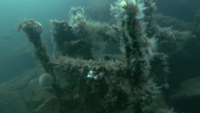 Garbage dump underwater in Norwegian Sea in the fjord. Colony ascidian Transparent Sea Squirt or Yellow Sea Squirt (Ciona intestinalis, Ascidia intestinalis)  on the dump
