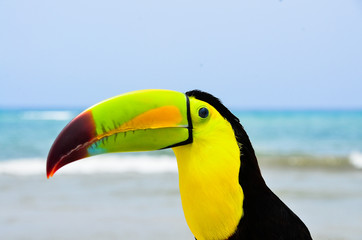 Tucán en Tulum