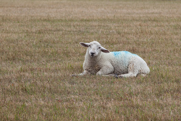 Fototapeta premium Einzelnes Schaf auf einer Wiese