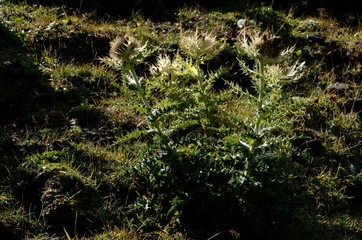 Cirsium spinosissimum; 