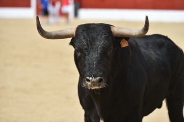 toro español