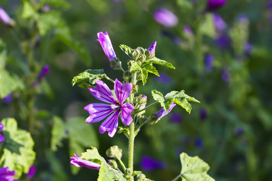 Wilde Malve, Malva silvestris, Bl&uuml;te, Bayern, Deutschland, Europa
