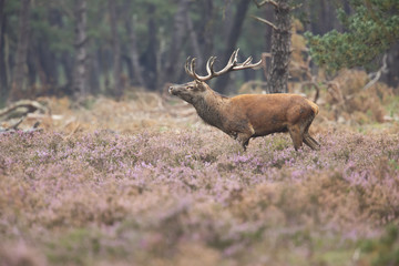Red Deer