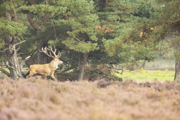 Red Deer