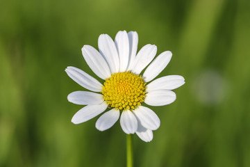 Fototapeta premium Blühendes Gänseblümchen, Bellis perennis , Bayern, Deutschland, Europa