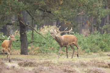 Red Deer