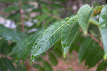 капли дождя на листьях дерева © zeleniy9