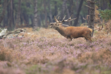 Red Deer