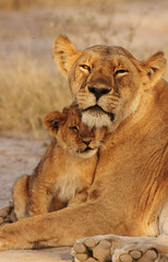 Fototapeta na wymiar Lion Cub with mom