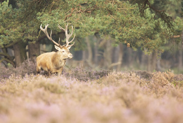 Red Deer
