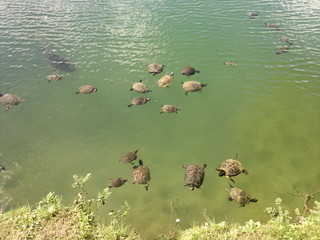turtles on lake