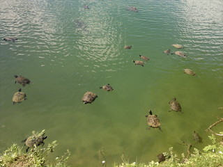 many little turtles swimming on a clear lake water on a sunny day