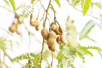 Tamarino