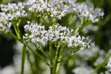 Blüte des Baldrian, Valeriana officinalis, Echter Arznei-Baldrian, Bayern, Deutschland, Europa