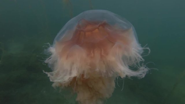 Lion's mane jellyfish (Cyanea capillata, Cyanea arctica) in the blue water on shallow water
