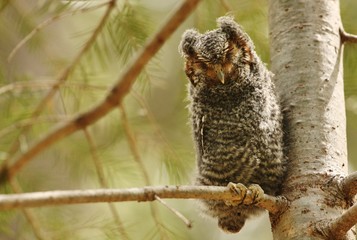 Flammulated owl in Arizona