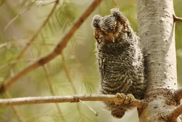 Flammulated owl in Arizona © Charl