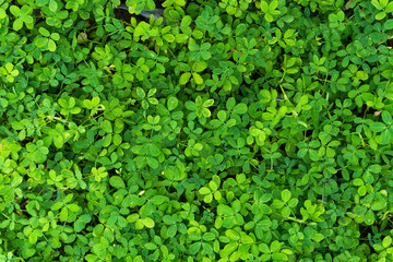 Fototapeta premium Plant countless fresh and green leaves ,many details green leaves wall background,top view