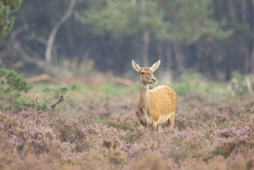 Red Deer
