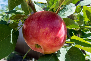 Ripe Apple hanging on a branch.