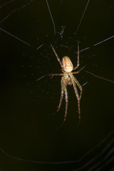 Spider on cobweb