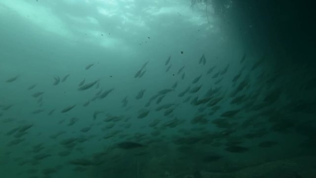 school of Black cod fish or Smallscaled Cod (Notothenia microlepidota) swimming underwater in shallow water near shore
